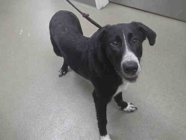 Shelter Stray Male Dog last seen , 2481 Palomar Airport Rd, Carlsbad, CA 92011, USA