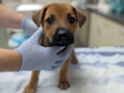 Shelter Stray Male Dog last seen 4S RANCH PARK, 2481 Palomar Airport Rd, Carlsbad, CA 92011, USA