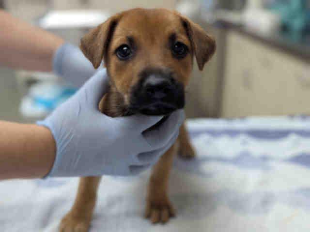 Shelter Stray Male Dog last seen 4S RANCH PARK, 2481 Palomar Airport Rd, Carlsbad, CA 92011, USA