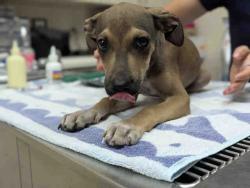Shelter Stray Male Dog last seen 4S RANCH PARK, 2481 Palomar Airport Rd, Carlsbad, CA 92011, USA