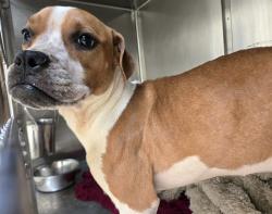Shelter Stray Female Dog last seen Near BLOCK STEPHEN JONES AVENUE-63133, 10521 Baur Blvd, Olivette, MO 63132, USA