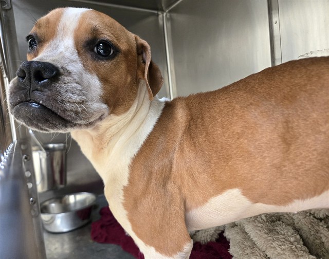 Shelter Stray Female Dog last seen Near BLOCK STEPHEN JONES AVENUE-63133, 10521 Baur Blvd, Olivette, MO 63132, USA