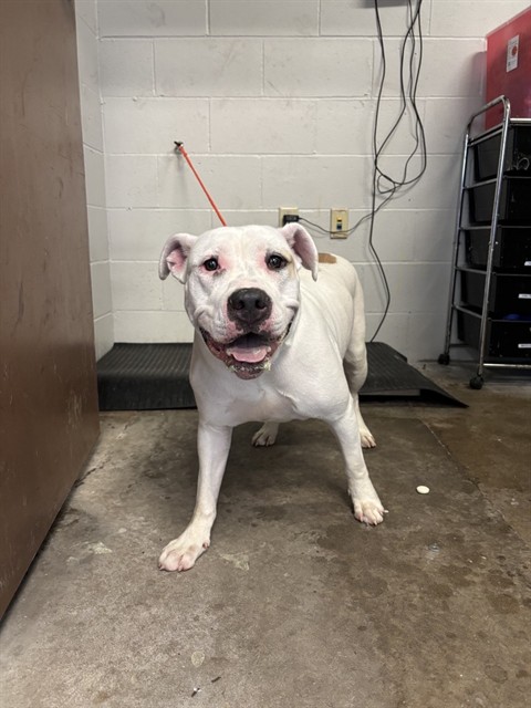 Shelter Stray Female Dog last seen DUNN, 10521 Baur Blvd, Olivette, MO 63132, USA