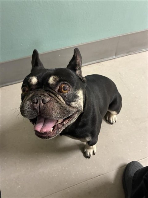 Shelter Stray Male Dog last seen Near MOUNT SAGE CT, RENO NV 89506, 2825 Longley Ln Suite A, Reno, NV 89502, USA
