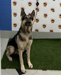 Shelter Stray Male Dog last seen BRIDGEWATER SUBDIVISION, 19640 Dogpatch Ln, Land O' Lakes, FL 34638, USA