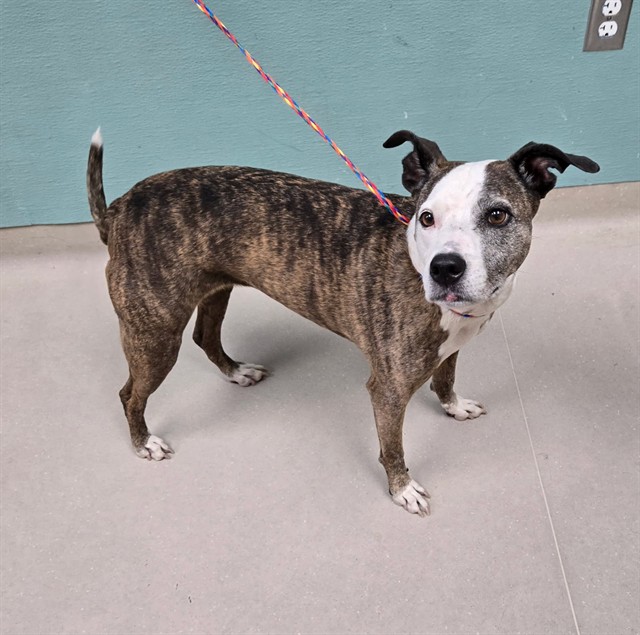 Shelter Stray Female Dog last seen Near TERMINAL WAY, RENO NV 89502, 2825 Longley Ln Suite A, Reno, NV 89502, USA