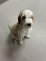 Shelter Stray Female Dog last seen Near BLOCK CRAMPTON ST, RENO NV 89502, 2825 Longley Ln Suite A, Reno, NV 89502, USA