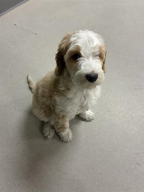 Shelter Stray Female Dog last seen Near BLOCK CRAMPTON ST, RENO NV 89502, 2825 Longley Ln Suite A, Reno, NV 89502, USA