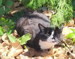 Shelter Stray Female Cat last seen Near BLOCK GRANDMONT AVE, DETROIT MI 48227, 7401 Chrysler Dr, Detroit, MI 48211, USA