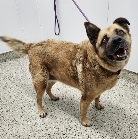 Shelter Stray Female Dog last seen Near BLOCK BEACONSFIELD ST DETROIT, MI 48224, 7401 Chrysler Dr, Detroit, MI 48211, USA