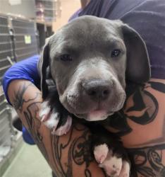 Shelter Stray Female Dog last seen Near BLOCK BARLET CT, 100 Caja Del Rio Rd, Santa Fe, NM 87507, USA