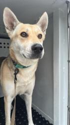 Shelter Stray Female Dog last seen CLIFFWOOD WAY & LOYOLA ST, 2127 Front St, Sacramento, CA 95818, USA