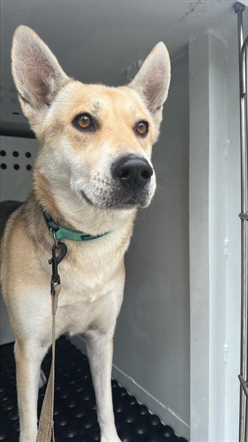 Shelter Stray Female Dog last seen CLIFFWOOD WAY & LOYOLA ST, 2127 Front St, Sacramento, CA 95818, USA