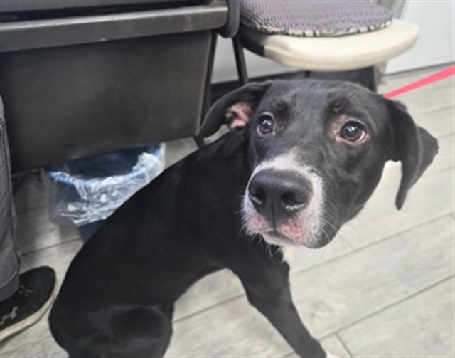 Shelter Stray Male Dog last seen KERN CANYON RD & HWY 178, 14891 CA-178, Lake Isabella, CA 93240, USA