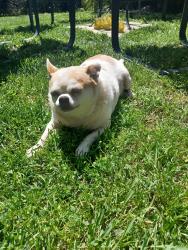Reunited Male Dog last seen 47th Avenue, Sacramento, CA, Sacramento, CA 95822