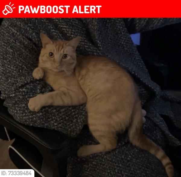 Lost Male Cat last seen Stapenhill, Burton upon Trent, England DE15 9RS