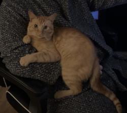Lost Male Cat last seen Stapenhill, Burton upon Trent, England DE15 9RS