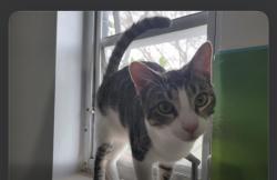Lost Male Cat last seen 147th Lane Rd, Ocala, FL 34473