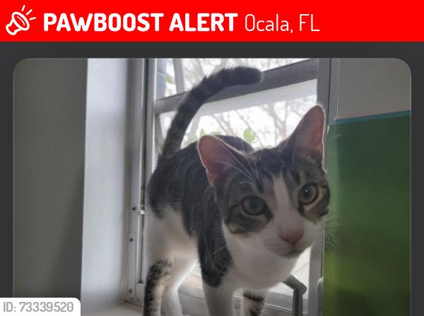 Lost Male Cat last seen 147th Lane Rd, Ocala, FL 34473