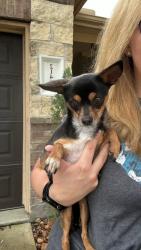 Reunited Female Dog last seen Suncliff ln and valley ranch bend, Porter, TX 77365