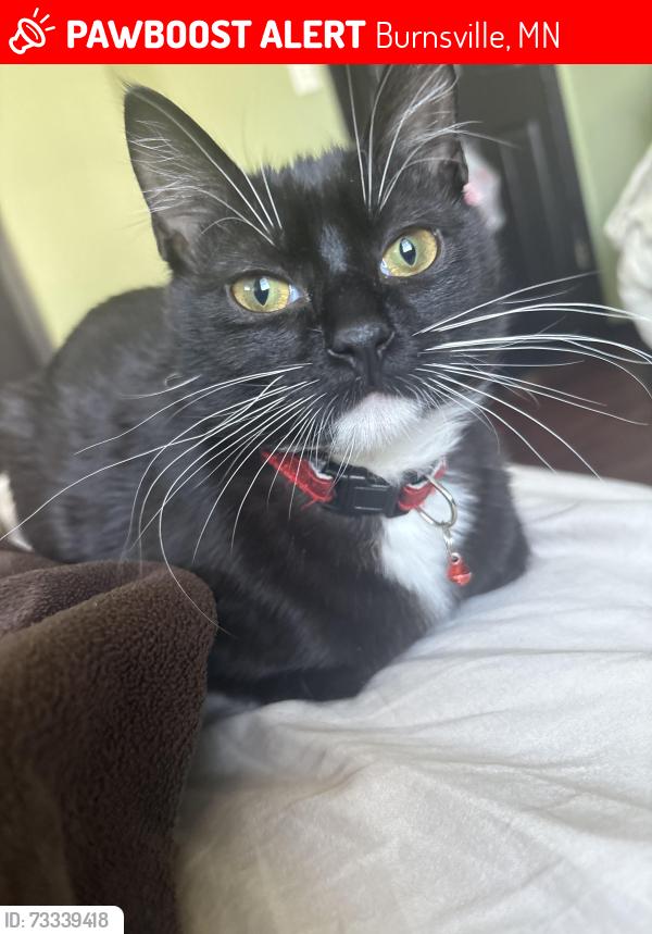Lost Female Cat last seen Glen at Burnsville, Burnsville, MN 55337