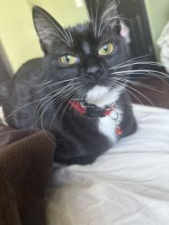 Lost Female Cat last seen Glen at Burnsville, Burnsville, MN 55337