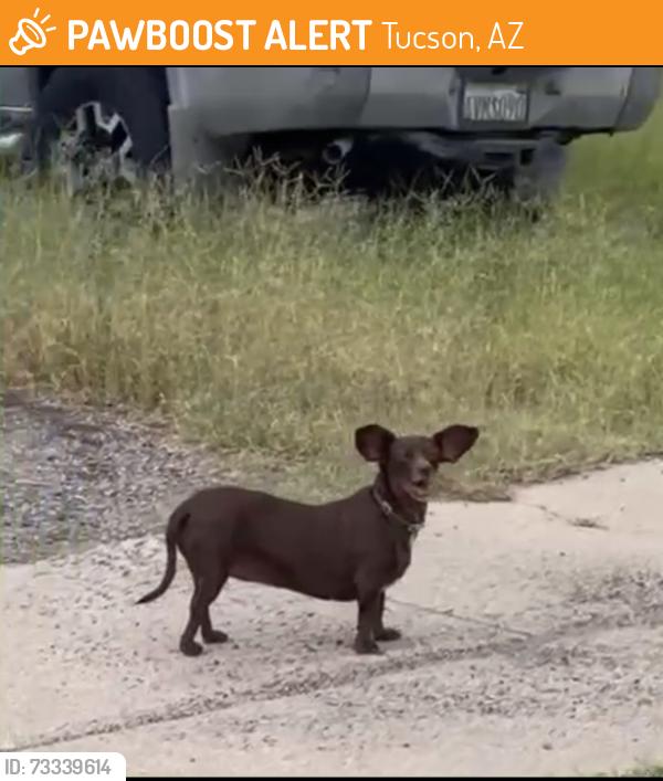 Found/Stray Female Dog last seen intersection of E. Stella Road and S. Elson Avenue - by the Irene Erickson Elementary School, Tucson, AZ 85730