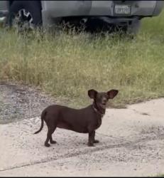 Found/Stray Female Dog last seen intersection of E. Stella Road and S. Elson Avenue - by the Irene Erickson Elementary School, Tucson, AZ 85730
