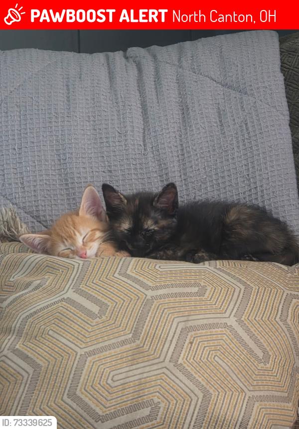Lost Female Cat last seen Maple Ave, north canton, oh, North Canton, OH 44720