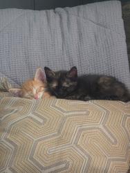 Lost Female Cat last seen Maple Ave, north canton, oh, North Canton, OH 44720