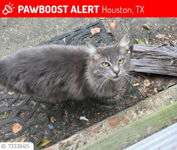 Lost Female Cat last seen Kingfisher at Kinglet, Houston, TX 77035