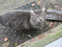Lost Female Cat last seen Kingfisher at Kinglet, Houston, TX 77035