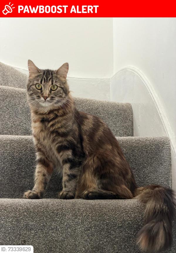 Lost Female Cat last seen Ferndown close,chadwell,grays,standford le hope, Thurrock, England RM16 4BD
