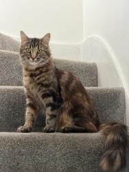Lost Female Cat last seen Ferndown close,chadwell,grays,standford le hope, Thurrock, England RM16 4BD