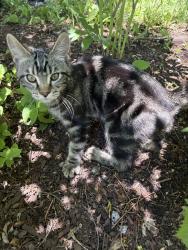 Lost Male Cat last seen Sussex Ave, Duluth, MN 55803