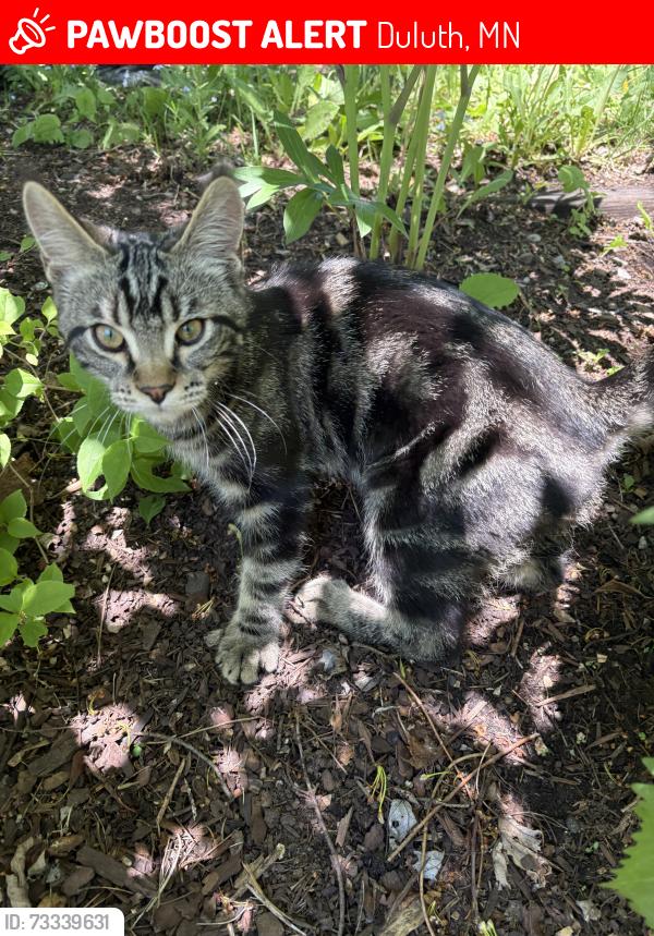 Lost Male Cat last seen Sussex Ave, Duluth, MN 55803