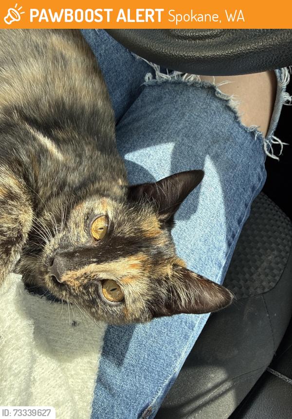 Found/Stray Female Cat last seen W summit pkwy, Spokane, WA 99201