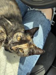 Found/Stray Female Cat last seen W summit pkwy, Spokane, WA 99201
