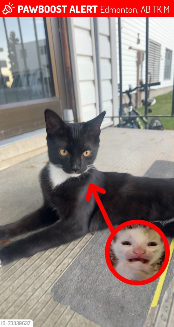 Lost Male Cat last seen Near 29 Ave NW, Edmonton, AB T6K 3M7
