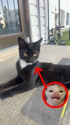 Lost Male Cat last seen Near 29 Ave NW, Edmonton, AB T6K 3M7