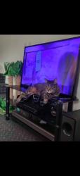 Lost Male Cat last seen Near A5, Warwickshire, England CV11 6ZS