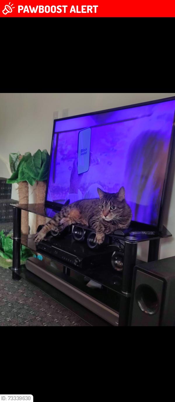 Lost Male Cat last seen Near A5, Warwickshire, England CV11 6ZS