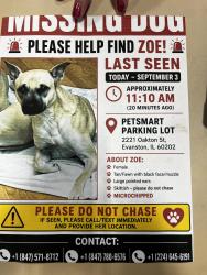 Lost Female Dog last seen McCormick and oakton, Chicago, IL 60616