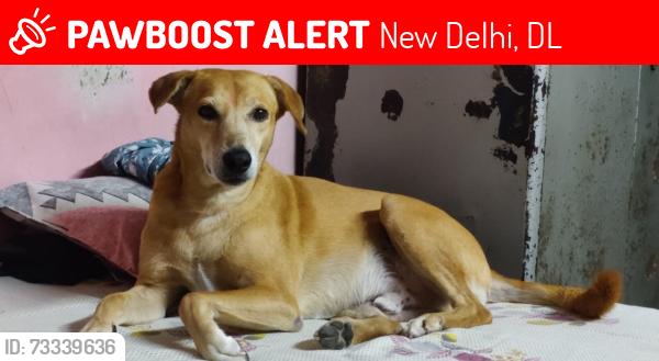 Lost Male Dog last seen Near Naraina bus depot, New Delhi, DL 110008