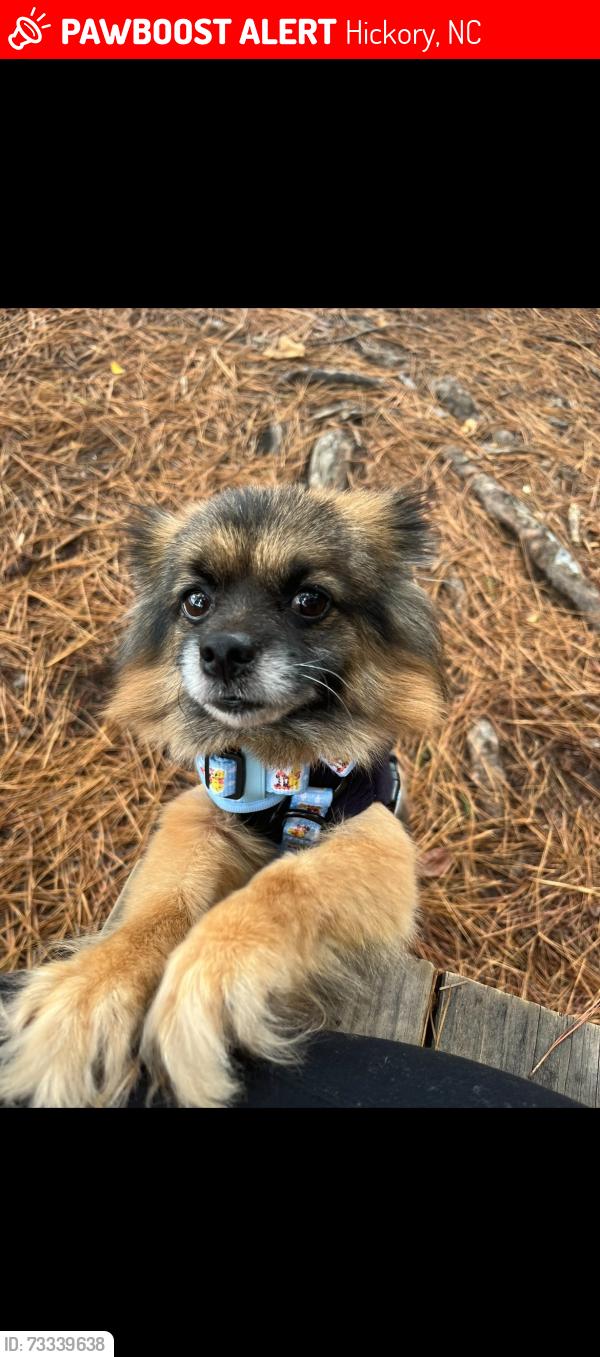 Lost Male Dog last seen Rink Dam Rd, Hickory, NC 28601