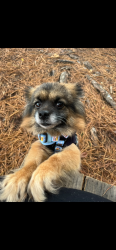 Lost Male Dog last seen Rink Dam Rd, Hickory, NC 28601