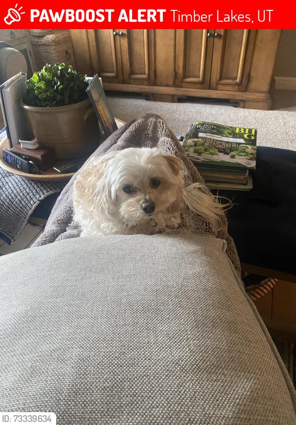 Lost Female Dog last seen Timberlake’s, Timber Lakes, UT 84032