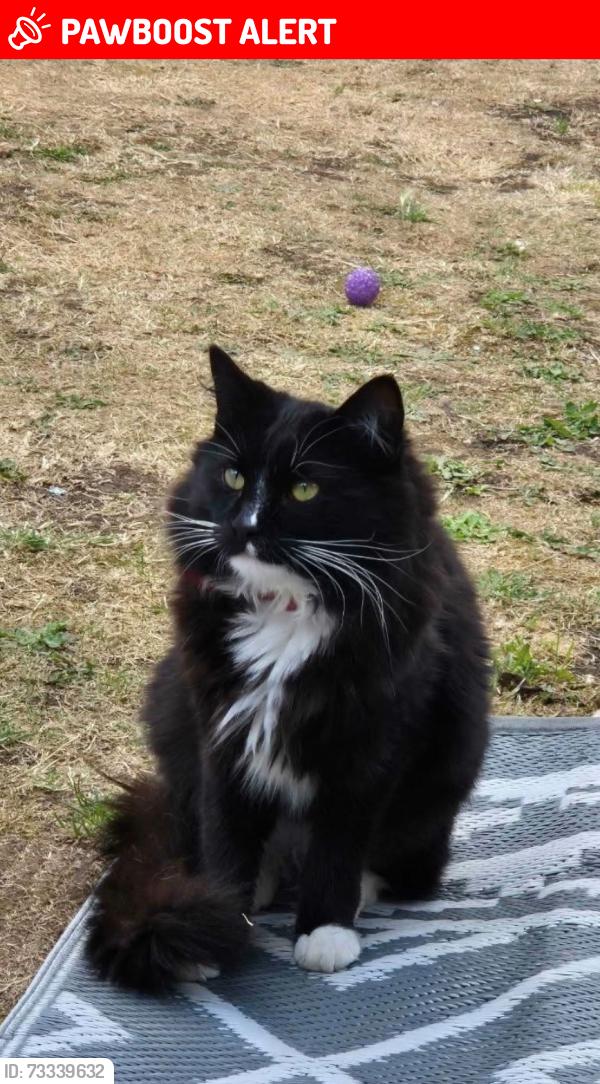 Lost Male Cat last seen Priory park walled garden, Southend-on-Sea, England 