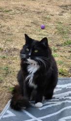 Lost Male Cat last seen Priory park walled garden, Southend-on-Sea, England 