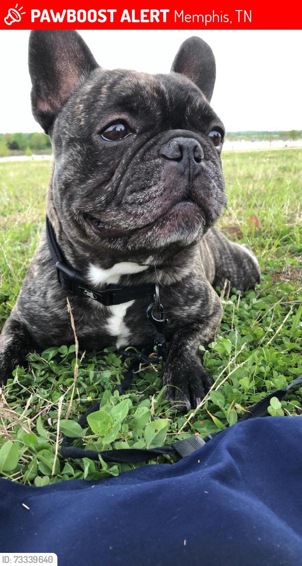 Lost Male Dog last seen Stage 64 and Berryhill rd, Memphis, TN 38016